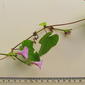 Ipomoea tiliacea (Willd.) Choisy