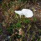 Ipomoea cairica