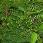 Ipomoea quamoclit L.