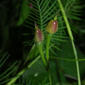 Ipomoea quamoclit L.