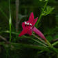 Ipomoea quamoclit L.