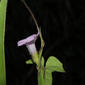 Ipomoea batatas (L.) Lam.