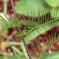 Ipomoea quamoclit