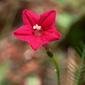 Ipomoea quamoclit