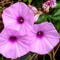 CONVOLVULACEAE 旋花科 - Cairo Morning Glory (Ipomoea cairica) 五爪金龍