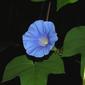Ipomoea nil (L.) Roth